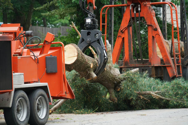 Reliable Plymouth, PA Tree Service Solutions